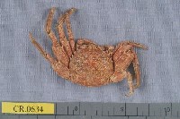 藏品(鱗形斜紋蟹)的圖片